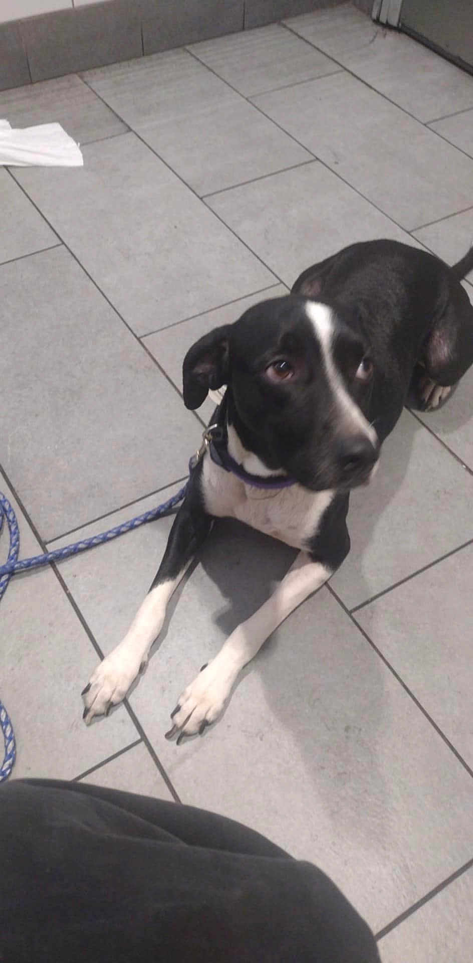 Baby is registered to the contest to win money with this photo: dog, black_and_white, tile_floor, leash, collar, indoor, pet, animal, lying_down, curious, resting, canine, domestic_animal, floor_tiles, paws, ears, snout, looking_up, quiet, calm