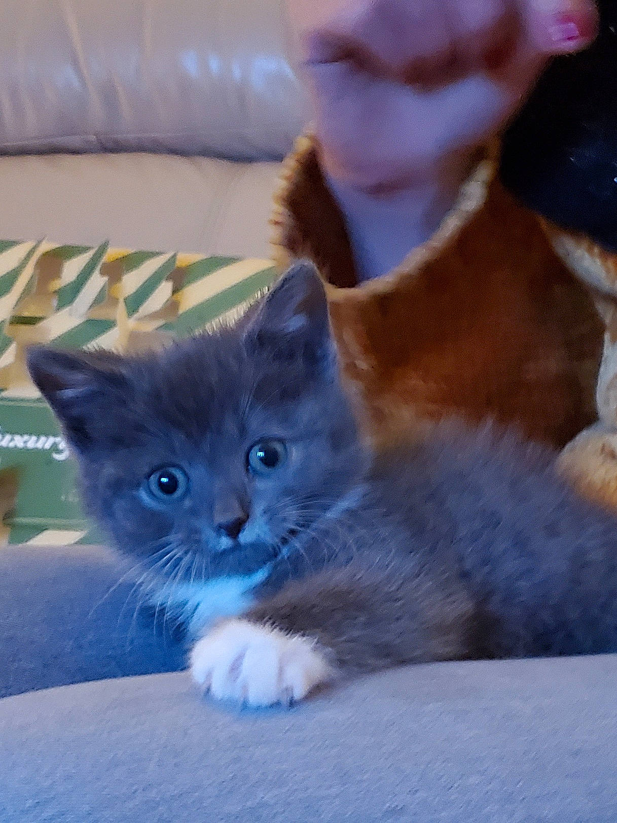 Tommy joined the competition — help win amazing prizes! box, carnivore, cat, chartreux, domestic_short_haired_cat, electric_blue, fawn, felidae, fur, gesture, linens, paw, small_to_medium_sized_cats, snout, tail, whiskers