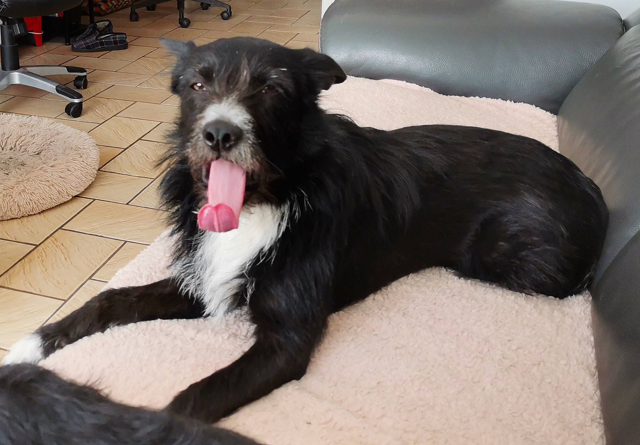 Lisa a rejoint le concours — aidez-le/la à gagner de superbes lots ! canidae, carnivore, comfort, companion_dog, dog, dog_breed, dog_supply, fang, fur, non_sporting_group, paw, small_terrier, snout, sporting_group, terrier, toy_dog, working_animal, working_dog