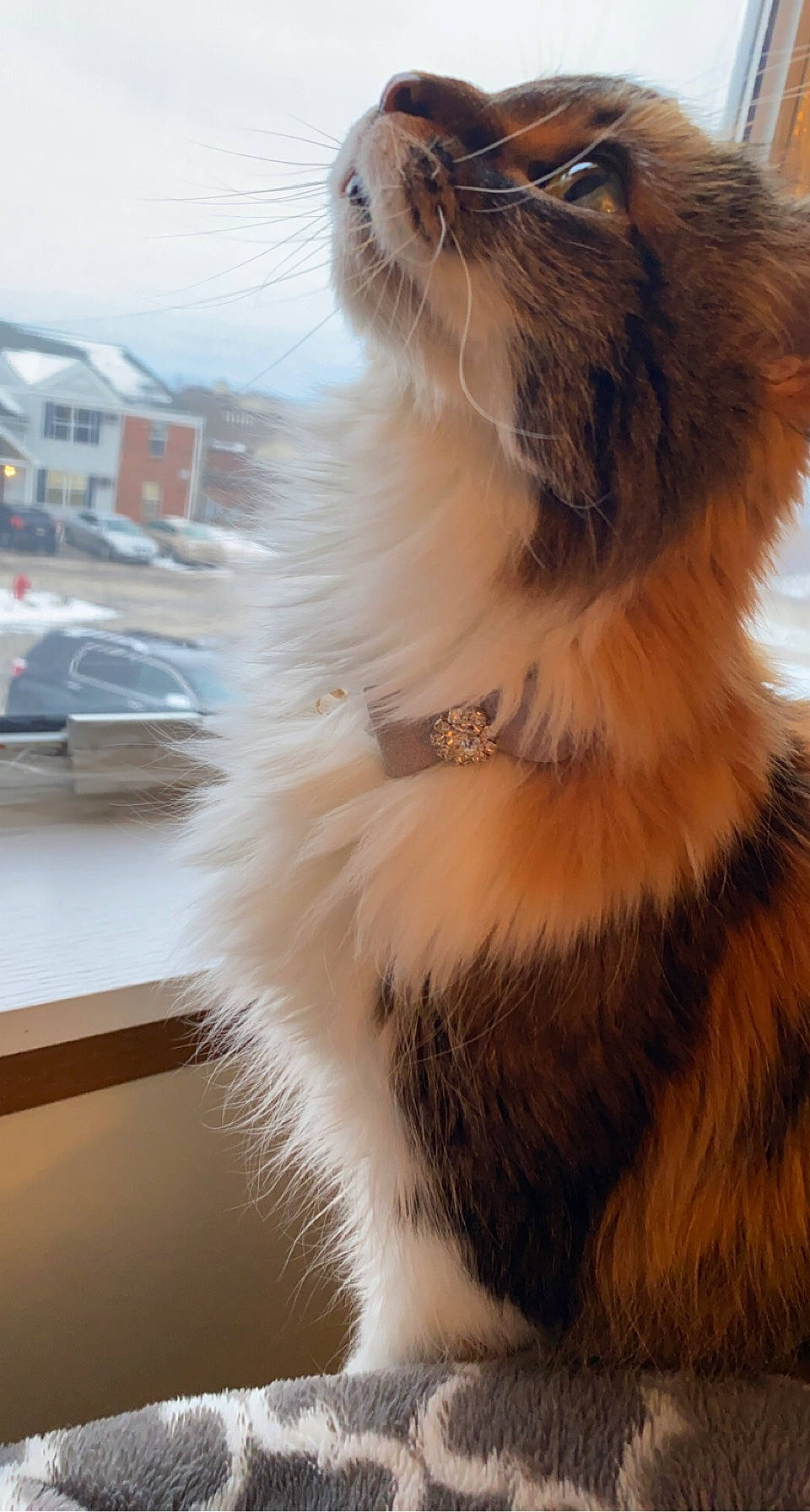 Cuddles joined the competition — help win amazing prizes! balinese, birman, british_longhair, car, carnivore, cat, fang, fawn, felidae, fur, maine_coon, siamese, sky, small_to_medium_sized_cats, snout, tail, terrestrial_animal, vehicle, whiskers, window