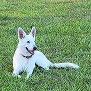 Cheyenne is registered to the contest to win money with this photo: animal, canine, collar, daytime, dog, ears_up, friendly, grass, greenery, happy, lying_down, mammal, nature, outdoor, pet, relaxed, summer, sunlight, tongue_out, white_dog