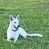 animal, canine, collar, daytime, dog, ears_up, friendly, grass, greenery, happy, lying_down, mammal, nature, outdoor, pet, relaxed, summer, sunlight, tongue_out, white_dog