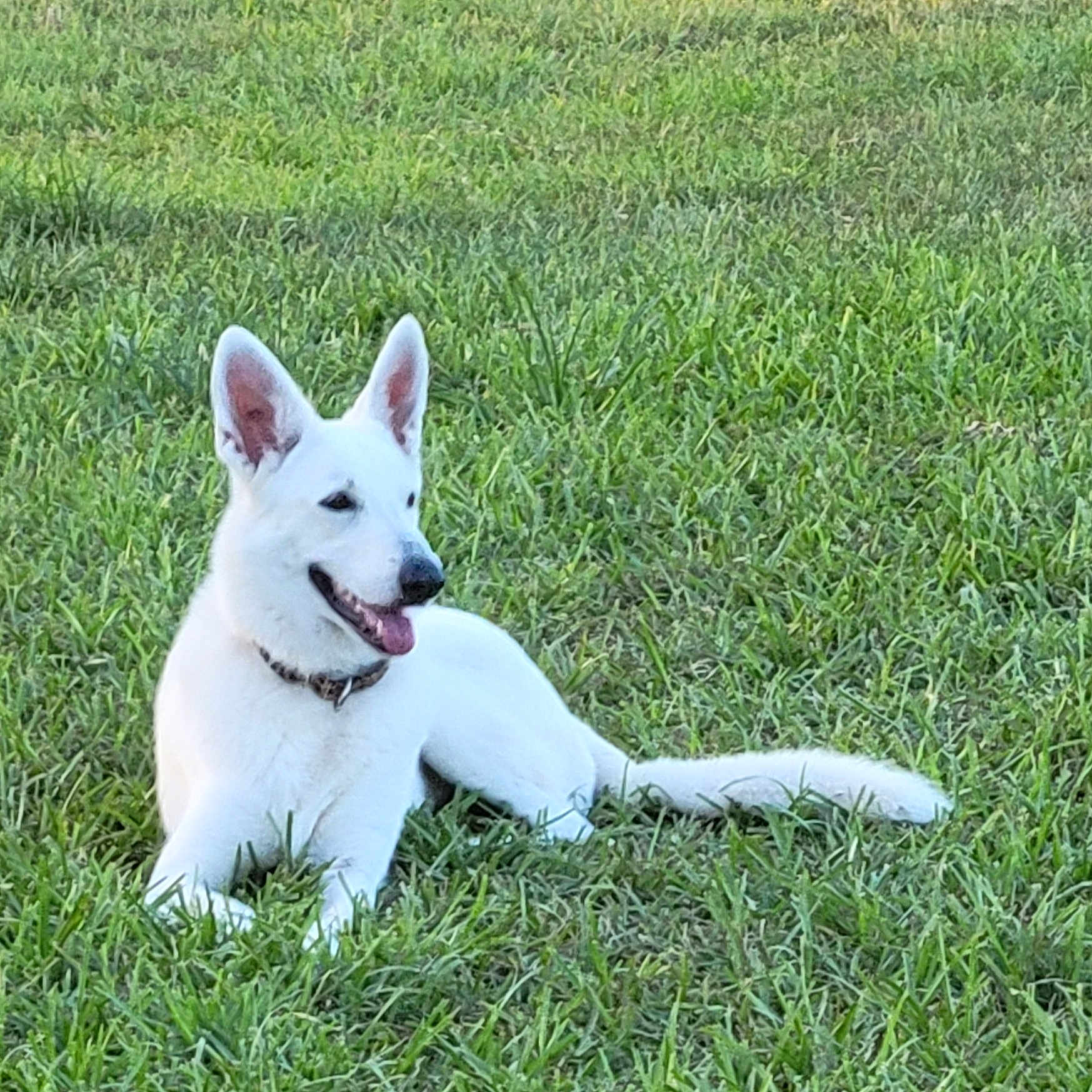 Cheyenne