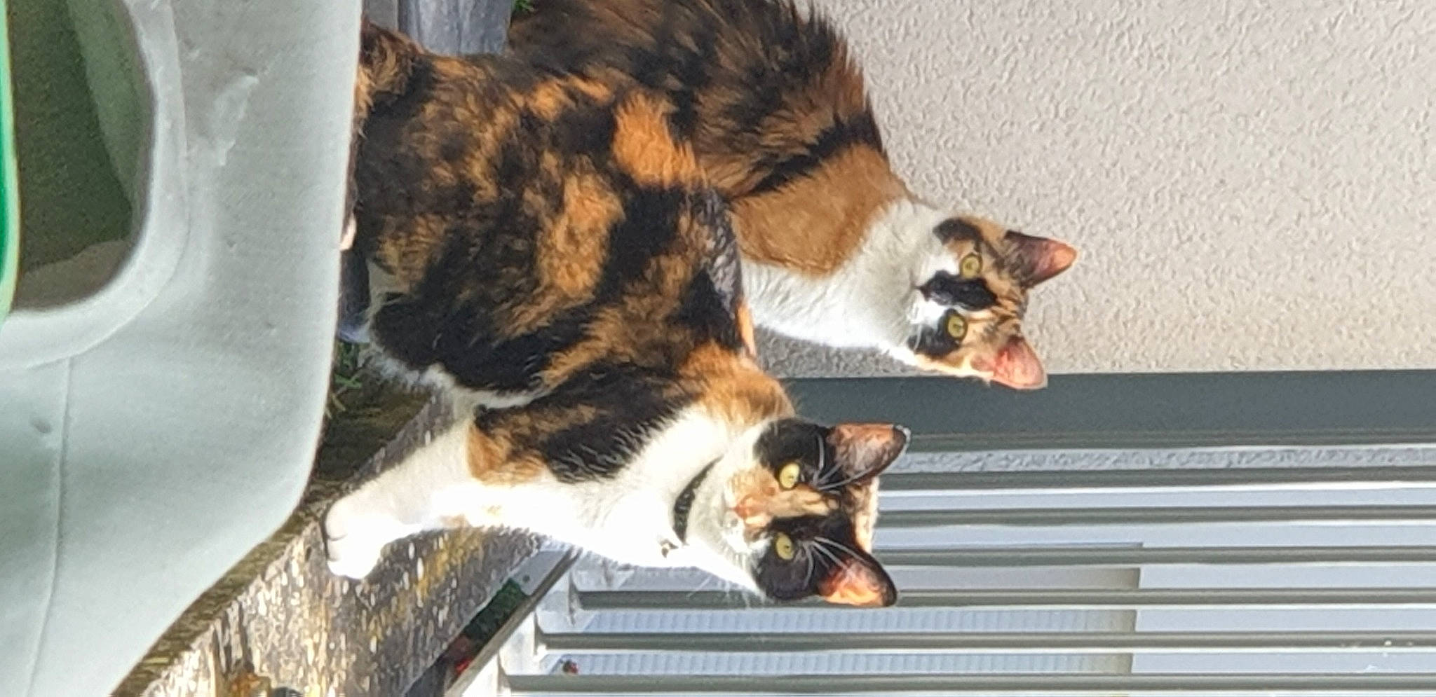 Nicky Et Nala a rejoint le concours — aidez-le/la à gagner de superbes lots ! brown, canidae, carnivore, cat, cat_supply, claw, comfort, dog_breed, domestic_short_haired_cat, felidae, fur, mammal, small_to_medium_sized_cats, snout, sporting_group, tail, terrestrial_animal, vertebrate, whiskers, wood