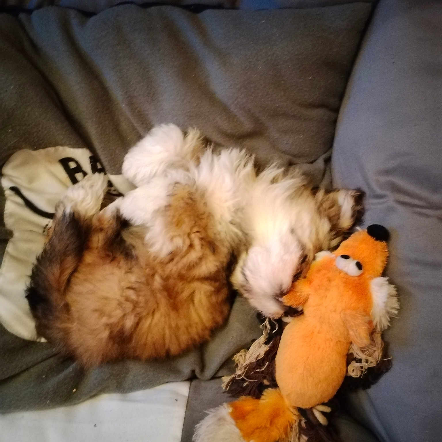 Vicky participe au concours pour gagner de l'argent avec cette photo : canidae, carnivore, cloud, comfort, companion_dog, couch, dog, dog_breed, fawn, felidae, fur, paw, puppy_love, small_to_medium_sized_cats, snout, sporting_group, tail, toy, toy_dog, whiskers