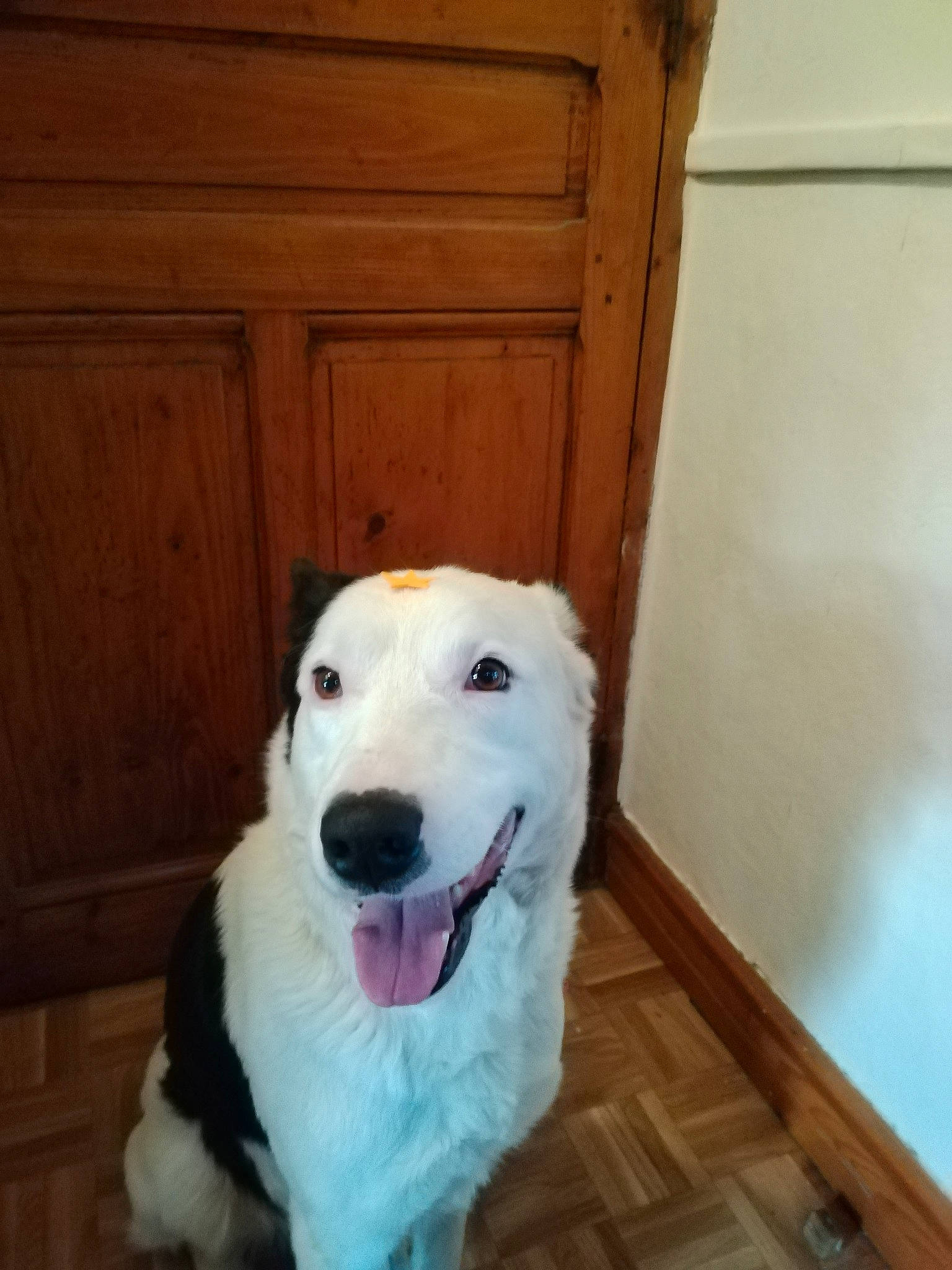 Légo a rejoint le concours — aidez-le/la à gagner de superbes lots ! canidae, carnivore, companion_dog, dog, dog_breed, door, fang, flooring, fur, happy, hardwood, jaw, smile, snout, sporting_group, varnish, whiskers, wood, wood_stain, working_animal