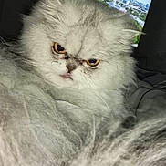 Kitty participe au concours pour gagner de l'argent avec cette photo : animal, bed, blanket, cat, close_up, domestic_animal, ears, eyes, feline, fluffy, fur, grumpy_face, home, indoor, pet, portrait, resting, television, whiskers, white_cat
