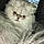 Kitty