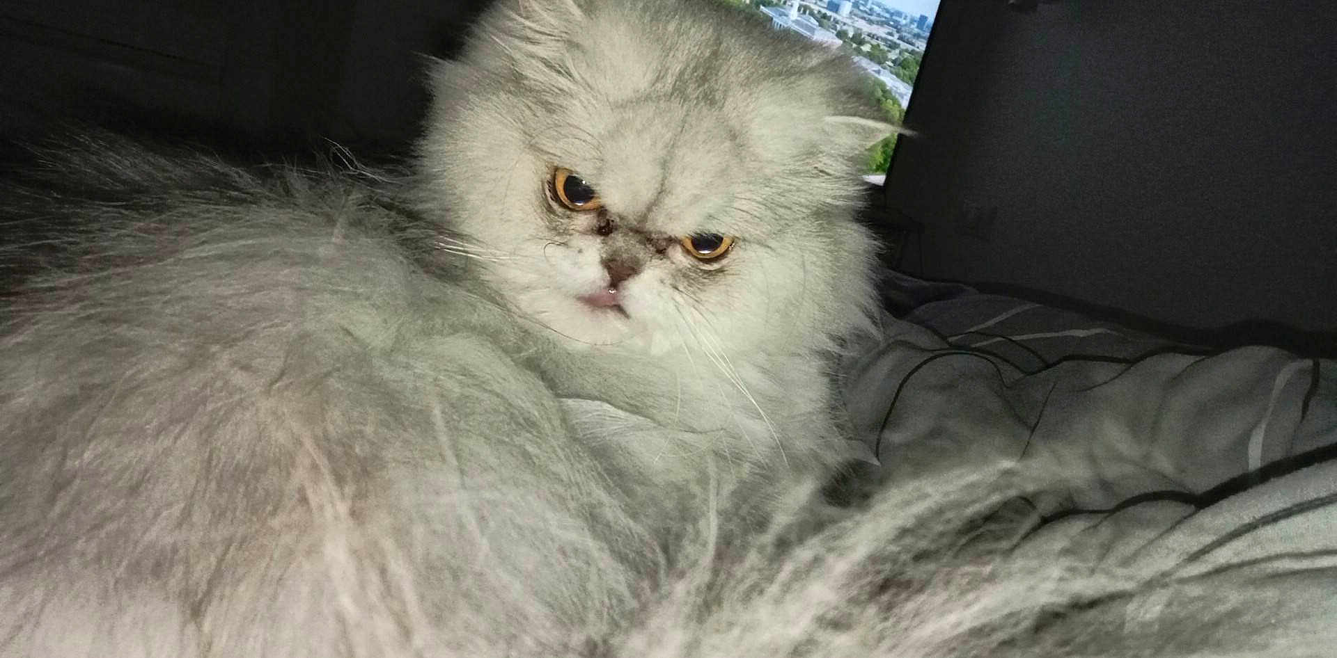 Kitty