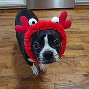 Lily is registered to the contest to win money with this photo: dog, pet, costume, red_hat, antlers, googly_eyes, wooden_floor, indoor, black_and_white, small_dog, cute, animal, looking_up, flooring, funny, headwear, domestic_animal, expression, closeup, canine