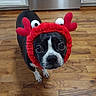 animal, antlers, black_and_white, canine, closeup, costume, cute, dog, domestic_animal, expression, flooring, funny, googly_eyes, headwear, indoor, looking_up, pet, red_hat, small_dog, wooden_floor