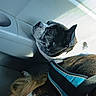 Lily joined the competition — help win amazing prizes! dog, pet, car_interior, harness, window, sunlight, resting, black_and_white_dog, person, hair, seat, calm, candid, indoor, side_view, animal, companion, relaxed, close_up, daylight