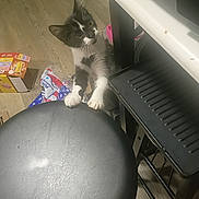 Toby joined the competition — help win amazing prizes! cat, black_and_white_cat, curious, stool, floor, snack_boxes, packaging, wood_floor, indoor, pet, kitten, whiskers, furniture, chair, paws, looking_up, domestic_animal, table, household, curiosity