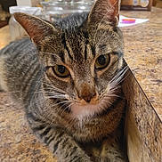 Ozzy is registered to the contest to win money with this photo: animal, cat, closeup, countertop, curious, cute, domestic, ears, eyes, face, feline, fur, indoor, mammal, paws, pet, reflection, resting, tabby, whiskers