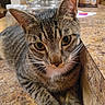 animal, cat, closeup, countertop, curious, cute, domestic, ears, eyes, face, feline, fur, indoor, mammal, paws, pet, reflection, resting, tabby, whiskers