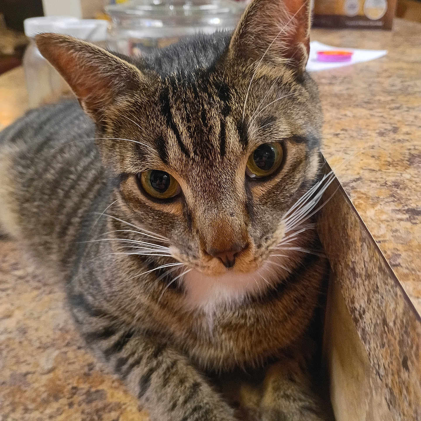 Ozzy