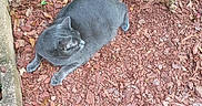 Molly Smoky Weaver joined the competition — help win amazing prizes! animal, cat, concrete, curious, daylight, feline, four_legs, fur, garden, gray_cat, leaf_litter, metal_wall, mulch, nature, outdoor, pet, relaxed, resting, side_view, tail