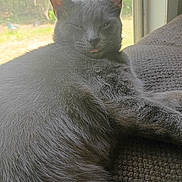 Molly Smoky Weaver is registered to the contest to win money with this photo: cat, gray_cat, tongue_out, fluffy, relaxed, window, natural_light, indoor, pet, feline, close_up, texture, resting, cute, fur, animal, cozy, daylight, home, sleepy
