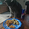 Molly Smoky Weaver is registered to the contest to win money with this photo: cat, gray_cat, plate, fried_food, green_nuggets, wooden_table, red_bull_can, indoor, carpet, crosses, furniture, curious, pet, food, tabletop, domestic, room, window, cabinet, cozy