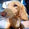 animal, blurred_background, car, close_up, clothing, companion, dog, ears, face, floral_pattern, furry, golden_retriever, indoor, nose, person, pet, seat, sunlight, travel, window