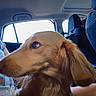 Forest is registered to the contest to win money with this photo: animal, car, companion, daylight, dog, ear, floral_shirt, fur, golden_brown, head, human, interior, looking_away, person, pet, seat, side_view, travel, vehicle, window