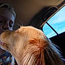 Forest joined the competition — help win amazing prizes! animal, car_interior, casual, closeup, comfort, companionship, dog, face, friendship, fur, golden_retriever, intimacy, light, love, nuzzle, person, pet, sky, travel, window
