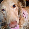 dog, golden_retriever, tongue_out, close_up, carpet, hand, pet, indoor, furniture, stone_wall, curious, animal, canine, cute, friendly, companion, resting, home, floor, domestic