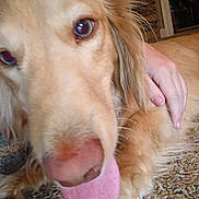 Forest joined the competition — help win amazing prizes! dog, golden_retriever, tongue_out, close_up, carpet, indoor, hand, petting, fur, animal, canine, cozy, floor, home, friendly, cute, curious, resting, companion, domestic