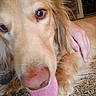 dog, golden_retriever, tongue_out, close_up, carpet, indoor, hand, petting, fur, animal, canine, cozy, floor, home, friendly, cute, curious, resting, companion, domestic
