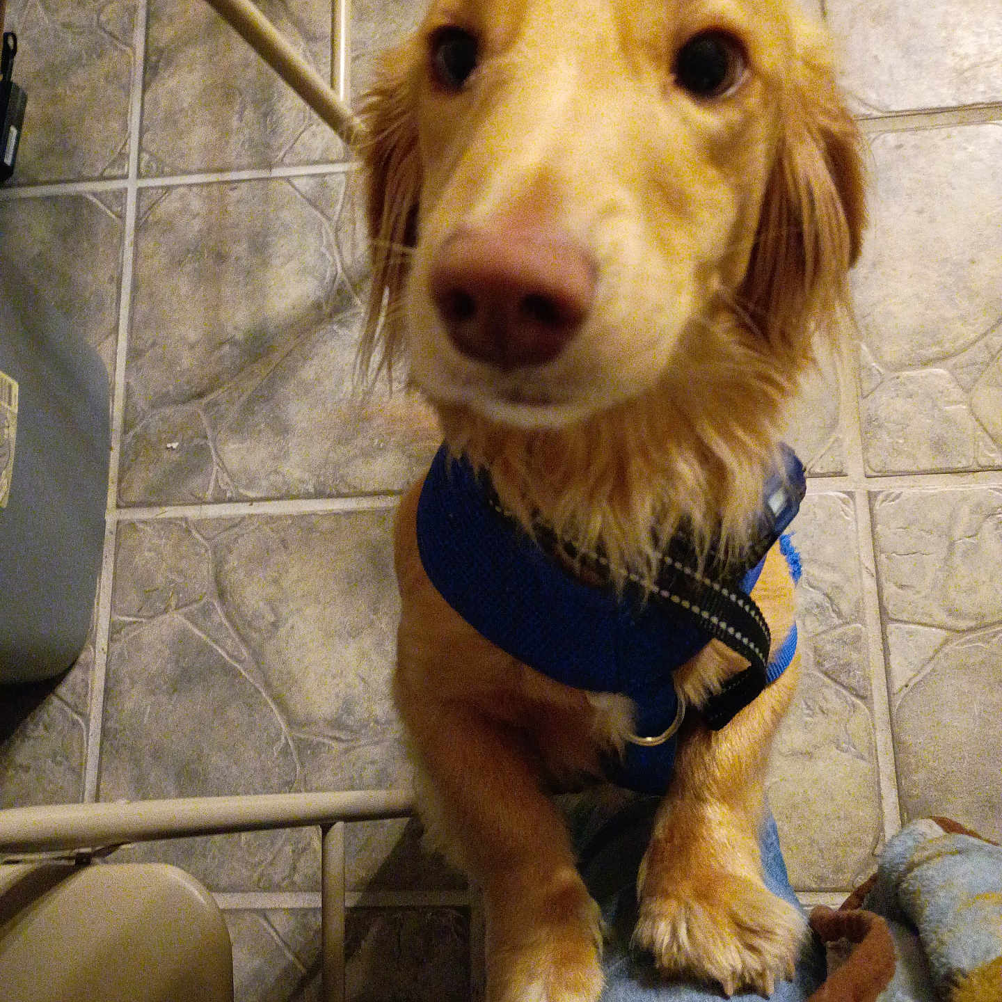 Forest joined the competition — help win amazing prizes! dog, golden_dog, blue_harness, pet, curious, indoor, tile_floor, paws, close_up, animal, canine, friendly, looking_up, furniture, human_leg, blanket, brown, beige, domestic, companion