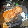 Forest is registered to the contest to win money with this photo: dog, golden_dog, car_interior, car_seat, sunlight, seat, can, water_bottle, tissue, clutter, floor, leather_seat, pet, animal, relaxing, daylight, vehicle, dashboard, seatbelt, interior