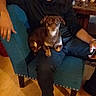 armchair, basket, brown_dog, casual_clothing, cozy, dog, furniture, home, indoor, lap, living_room, person, phone, relaxing, seated, shoes, small_dog, table, watch, wooden_floor