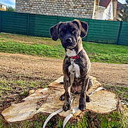 Abby participe au concours pour gagner de l'argent avec cette photo : dog, brindle_dog, pet, animal, sitting, outdoors, tree_stump, moss, leash, collar, backyard, garden, grass, stone_house, fence, rural, portrait, front_facing, serious_expression, daylight