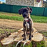 dog, brindle_dog, pet, animal, sitting, outdoors, tree_stump, moss, leash, collar, backyard, garden, grass, stone_house, fence, rural, portrait, front_facing, serious_expression, daylight