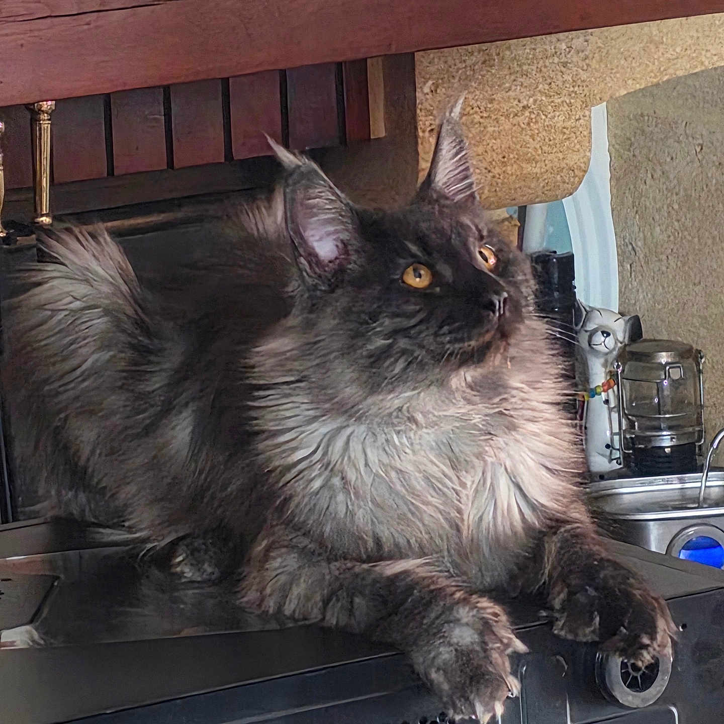 Atlan a rejoint le concours — aidez-le/la à gagner de superbes lots ! cat, fluffy, gray, amber_eyes, lounging, appliance, kitchen, ceramic_cat, animal, pet, indoor, feline, curious, fur, whiskers, ears, paws, countertop, decor, relaxed
