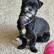 Giggles is registered to the contest to win money with this photo: dog, small_dog, black_and_white, sitting, carpet, indoors, pet, collar, tag, groomed, fluffy, facial_hair, pointed_ears, brown_eyes, portrait, full_body, home, floor, pink_object, cute