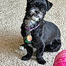 dog, small_dog, black_and_white, sitting, carpet, indoors, pet, collar, tag, groomed, fluffy, facial_hair, pointed_ears, brown_eyes, portrait, full_body, home, floor, pink_object, cute
