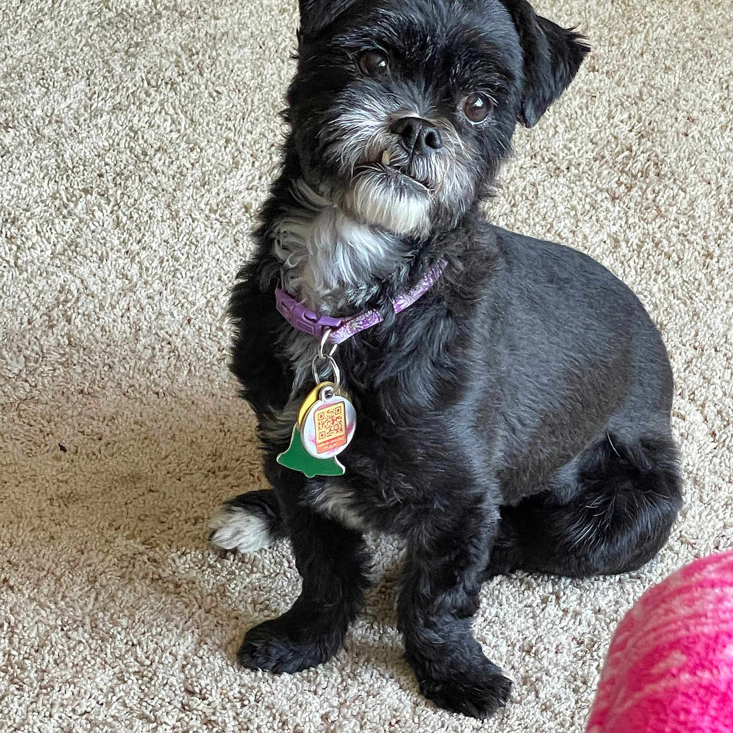 Giggles is registered to the contest to win money with this photo: dog, small_dog, black_and_white, sitting, carpet, indoors, pet, collar, tag, groomed, fluffy, facial_hair, pointed_ears, brown_eyes, portrait, full_body, home, floor, pink_object, cute
