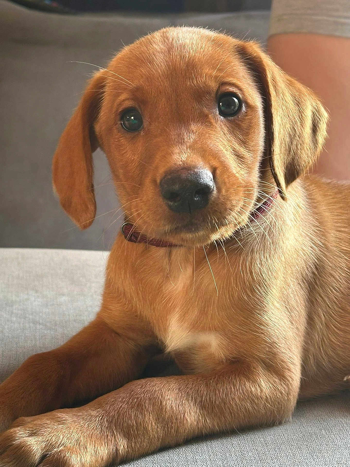 Bear joined the competition — help win amazing prizes! puppy, dog, brown_fur, close_up, pet, canine, cute, lying_down, indoor, couch, domestic_animal, young_dog, floppy_ears, fur, collar, friendly, animal_portrait, whiskers, soft_light, adorable