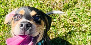Rockie is registered to the contest to win money with this photo: animal, black, canine, closeup, collar, cute, dog, grass, happy, jumping, nature, outdoor, pet, playful, puppy, summer, sunlight, tan, tongue, young