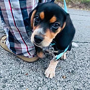 Rockie is registered to the contest to win money with this photo: puppy, dog, leash, pavement, person, plaid_pants, shoe, outdoor, pet, young_dog, curious, close_up, walking, sidewalk, animal, companion, blurred, black_and_brown, cute, small