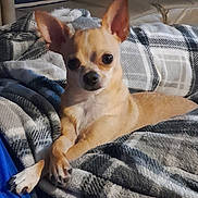 Tanner is registered to the contest to win money with this photo: dog, chihuahua, small_dog, pet, animal, blanket, plaid, cozy, indoor, fur, ears, paws, relaxed, cute, companion, resting, canine, portrait, domestic, comfort