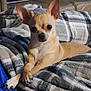 dog, chihuahua, small_dog, pet, animal, blanket, plaid, cozy, indoor, fur, ears, paws, relaxed, cute, companion, resting, canine, portrait, domestic, comfort