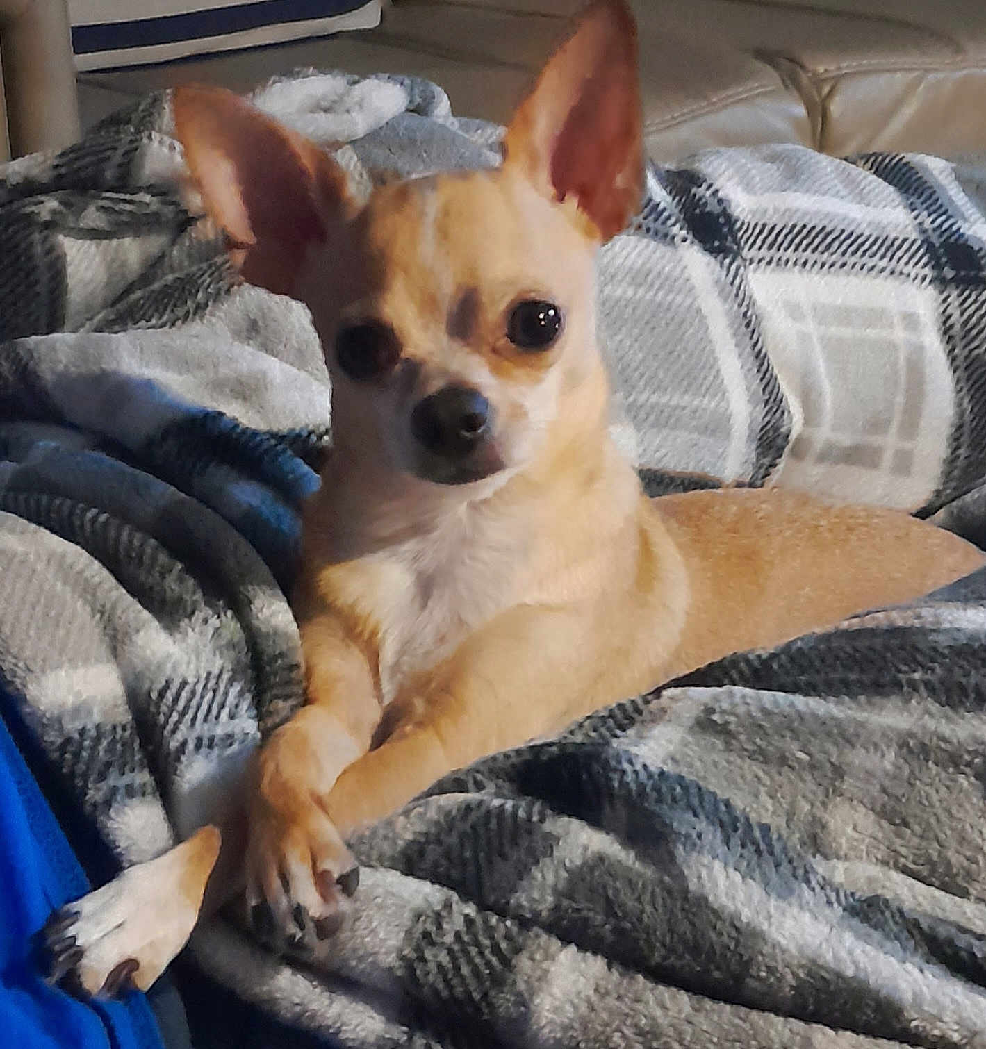Tanner is registered to the contest to win money with this photo: dog, chihuahua, small_dog, pet, animal, blanket, plaid, cozy, indoor, fur, ears, paws, relaxed, cute, companion, resting, canine, portrait, domestic, comfort