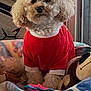 dog, red_shirt, curly_fur, plush_toy, blanket, bed, indoor, cozy, pet, cute, fur, animal, small_dog, window, relaxing, toy, resting, colorful, furniture, domestic