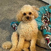 Beau is registered to the contest to win money with this photo: dog, poodle, pet, sitting, carpet, blanket, indoor, fluffy, cute, animal, fur, looking, brown_eyes, tail, ears, companion, domestic, relaxed, home, cozy