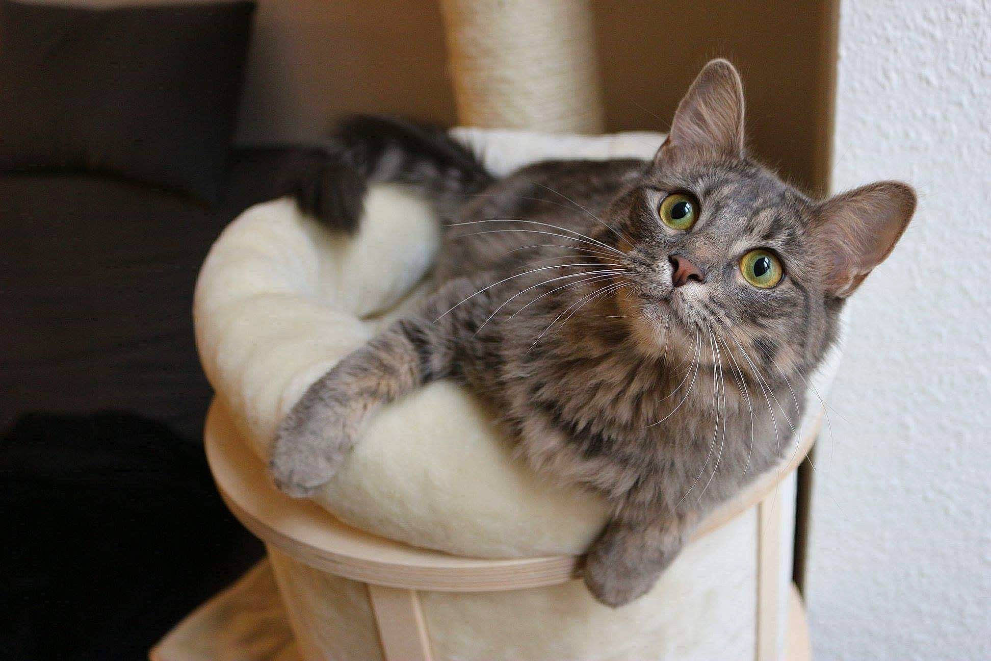 Orea a rejoint le concours — aidez-le/la à gagner de superbes lots ! asian, asian_semi_longhair, australian_mist, british_semi_longhair, carnivore, cat, domestic_short_haired_cat, dragon_li, european_shorthair, fawn, felidae, kitten, maine_coon, mammal, norwegian_forest_cat, small_to_medium_sized_cats, tabby_cat, vertebrate, whiskers