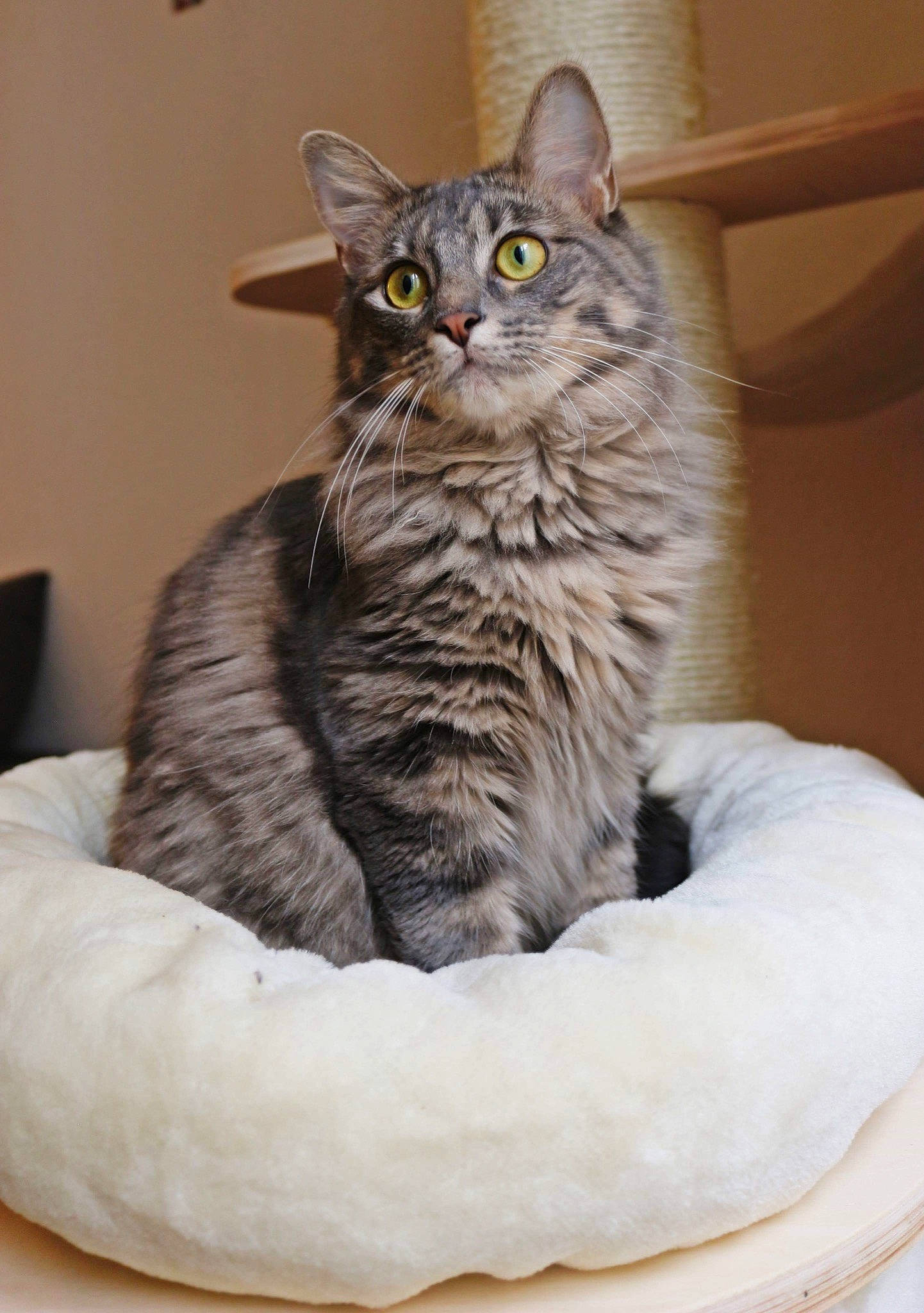 Orea participe au concours pour gagner de l'argent avec cette photo : american_shorthair, asian, australian_mist, carnivore, cat, domestic_short_haired_cat, dragon_li, egyptian_mau, european_shorthair, felidae, kitten, mammal, small_to_medium_sized_cats, tabby_cat, vertebrate, whiskers