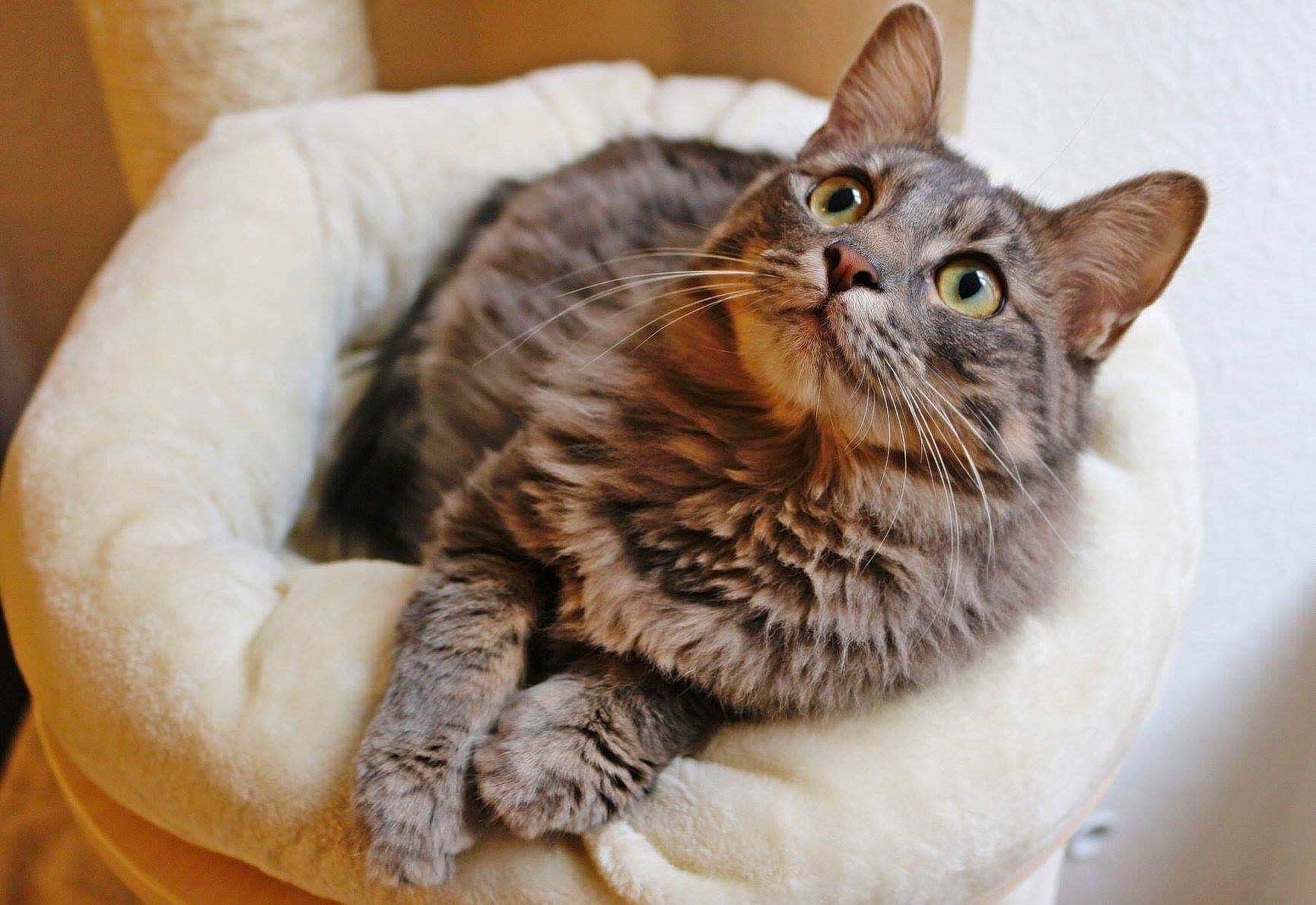 Orea participe au concours pour gagner de l'argent avec cette photo : american_bobtail, american_shorthair, asian, australian_mist, british_semi_longhair, carnivore, cat, domestic_short_haired_cat, dragon_li, european_shorthair, felidae, fur, kitten, mammal, ocicat, pixie_bob, small_to_medium_sized_cats, tabby_cat, vertebrate, whiskers