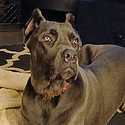 Dutchess is registered to the contest to win money with this photo: dog, pet, indoor, blanket, carpet, brown, large_dog, canine, resting, ears, collar, fur, animal, mammal, portrait, looking_away, household, comfort, domestic, furniture